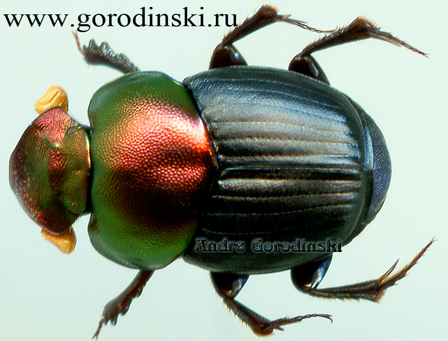 http://www.gorodinski.ru/copr/Onthophagus igneus.jpg